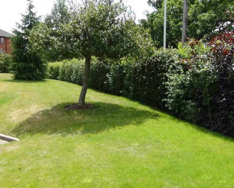 Garden 1